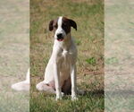 Small Mutt