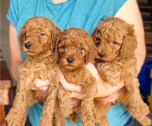 Poodle (Standard) Puppy for sale in WAGENER, SC, USA