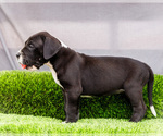 Small #6 Great Dane