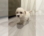 Puppy Cleo Goldendoodle mix (+ Poodle Toy)