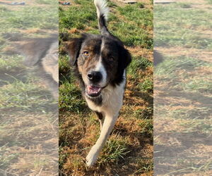 Australian Shepherd-Unknown Mix Dogs for adoption in Winter Park, CO, USA