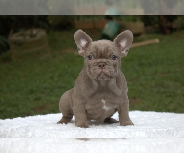 Medium Photo #4 French Bulldog Puppy For Sale in POMPANO BEACH, FL, USA