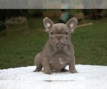 Small Photo #4 French Bulldog Puppy For Sale in POMPANO BEACH, FL, USA