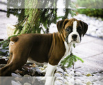 Small #5 Boxer
