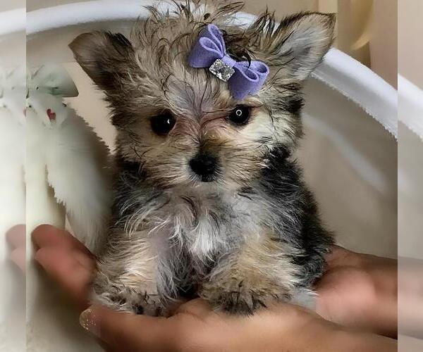 Medium Photo #15 Yorkshire Terrier Puppy For Sale in NAPLES, FL, USA