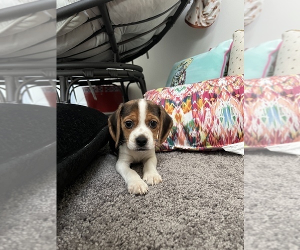 Medium Photo #2 Beagle Puppy For Sale in PARAGON, IN, USA