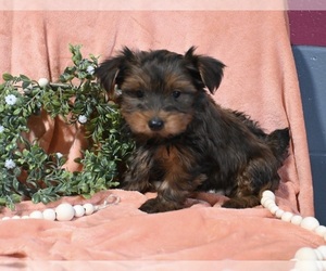 Mal-Shi Puppy for sale in BALTIC, OH, USA