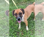 Small #9 Beagle-Mountain Cur Mix