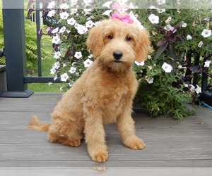 Goldendoodle (Miniature) Puppy for sale in WOOSTER, OH, USA