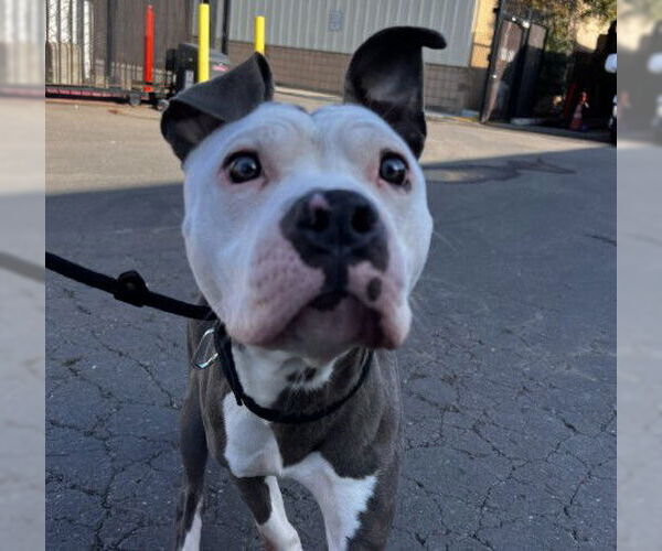 Medium Photo #1 Mutt Puppy For Sale in Alameda, CA, USA