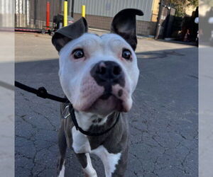 Mutt Dogs for adoption in Alameda, CA, USA