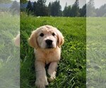 Small Photo #5 English Cream Golden Retriever Puppy For Sale in COLVILLE, WA, USA