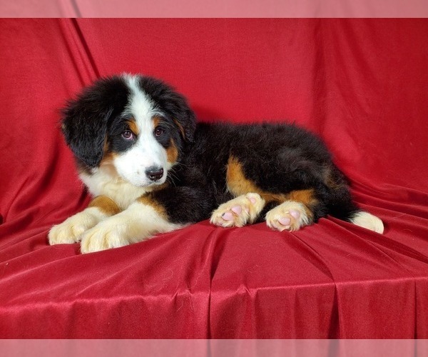 Medium Photo #4 Bernese Mountain Dog Puppy For Sale in BLACK FOREST, CO, USA