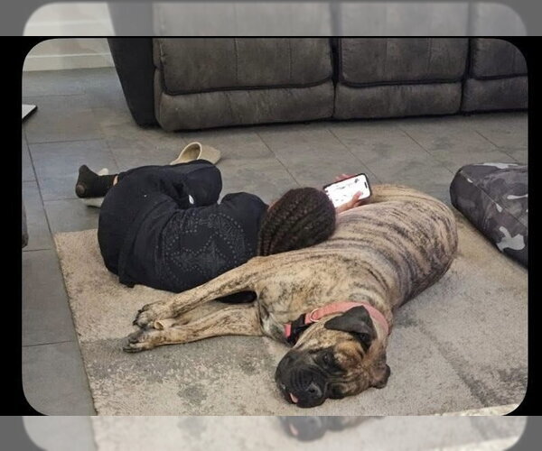 Medium Photo #1 Bullmastiff Puppy For Sale in Goodyear, AZ, USA