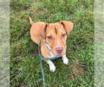 Hayden - Female Mutt Dog for Adoption - Small photo