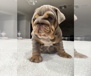 English Bulldog Puppy for Sale in CARMICHAEL, California USA