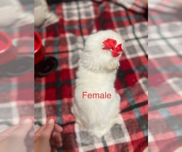 Medium Photo #12 German Shepherd Dog Puppy For Sale in ALACHUA, FL, USA