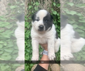 German Shepherd Dog-Siberian Husky Mix Puppy for sale in VANCOUVER, WA, USA