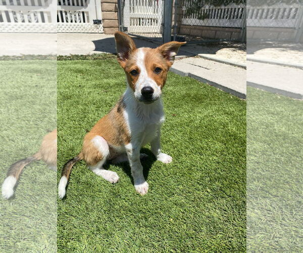 Medium Photo #4 Australian Shepherd-Unknown Mix Puppy For Sale in La Verne, CA, USA