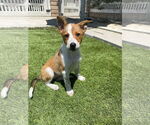Small #3 Australian Shepherd Mix
