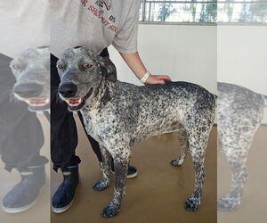 Coonhound-Unknown Mix Dogs for adoption in Elmsford, NY, USA