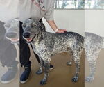 Small Coonhound Mix
