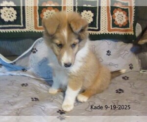 Shetland Sheepdog Puppy for sale in SOLON, ME, USA