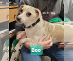 Small #2 Chihuahua Mix