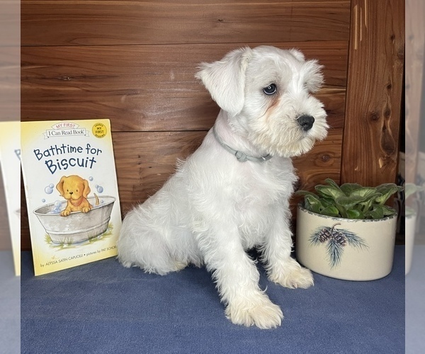 Medium Photo #15 Schnauzer (Miniature) Puppy For Sale in BIG CABIN, OK, USA