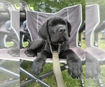 Small Photo #11 Cane Corso Puppy For Sale in RURAL HALL, NC, USA