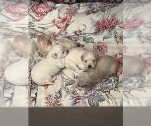 Maltipoo Puppy for sale in LOS ANGELES, CA, USA