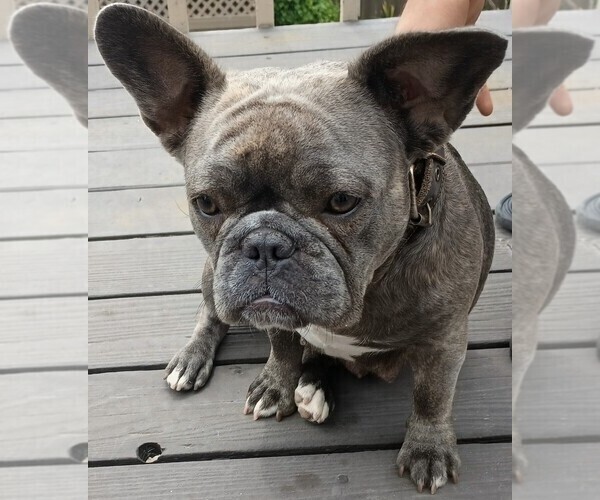 Medium Photo #1 French Bulldog Puppy For Sale in MOSS BEACH, CA, USA