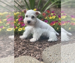Schnauzer (Miniature) Puppy for sale in WEST BRANCH, IA, USA