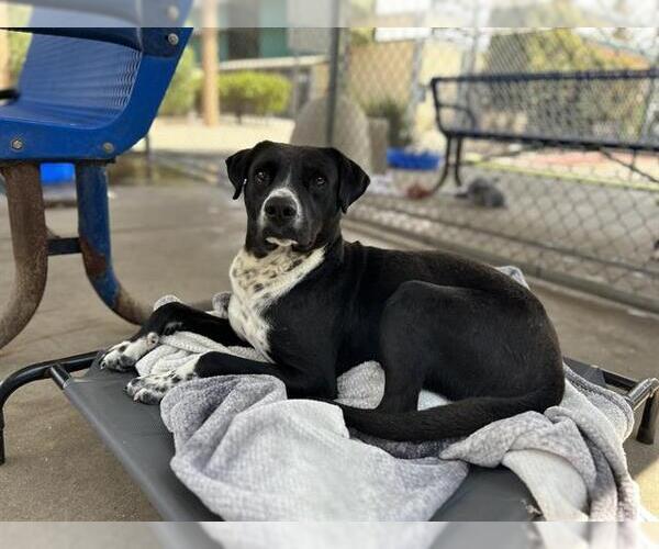 Medium Photo #2 Mutt Puppy For Sale in Chula Vista, CA, USA