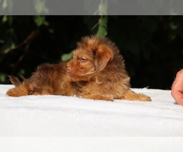 Medium Photo #7 Yorkiepoo mix (+ Poodle Toy) Puppy For Sale in DYERSBURG, TN, USA
