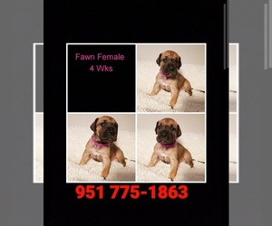 Great Dane Puppy for sale in WILDOMAR, CA, USA
