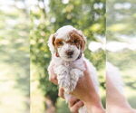 Small #1 Goldendoodle (Miniature)