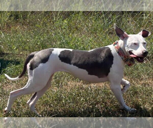 Medium Photo #1 Mutt Puppy For Sale in Munford, TN, USA