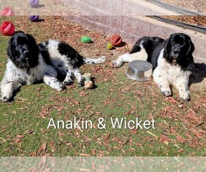 Newfoundland Puppy for sale in LAS VEGAS, NV, USA