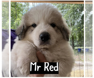 Great Pyrenees Puppy for sale in KELLY, NC, USA