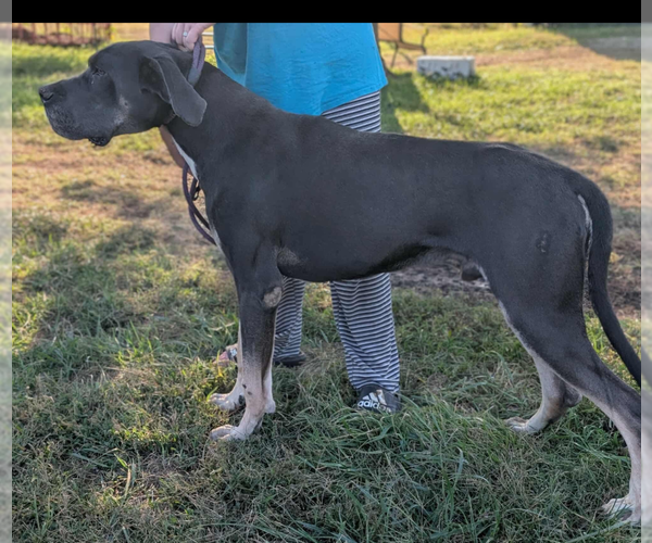 Medium Photo #1 Great Dane Puppy For Sale in ENGLISH, IN, USA