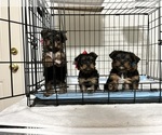 Small Photo #7 Yorkshire Terrier Puppy For Sale in CLOVIS, CA, USA