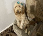 Small Photo #1 Labradoodle Puppy For Sale in HARRAH, OK, USA