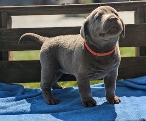 Labrador Retriever Puppy for sale in GOSHEN, IN, USA