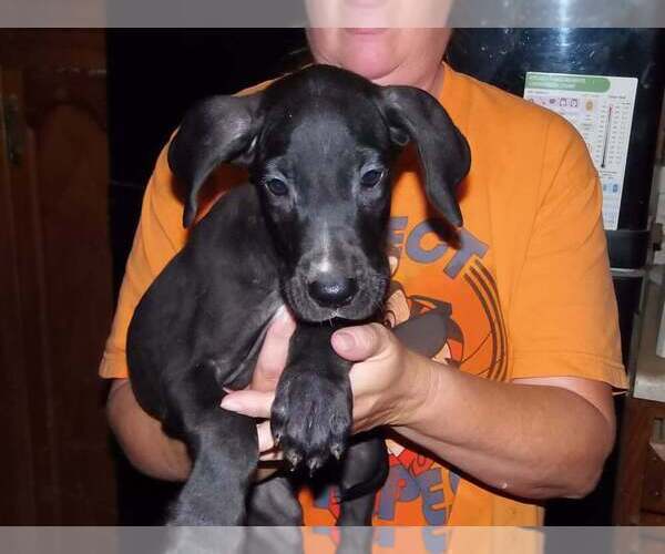 Medium Photo #62 Great Dane Puppy For Sale in SPRAGGS, PA, USA