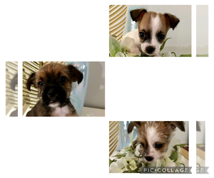 Morkie Puppy for sale in ASHEVILLE, NC, USA