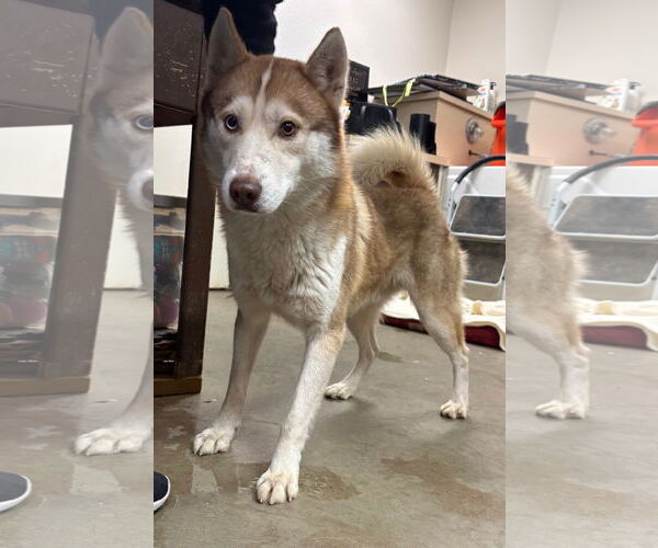 Medium Photo #1 Siberian Husky Puppy For Sale in Amarillo, TX, USA