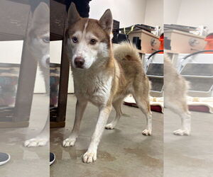 Siberian Husky Dogs for adoption in Amarillo, TX, USA
