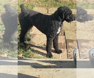 Father of the Aussiedoodle puppies born on 02/13/2025