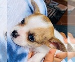 Small Photo #8 Chorkie Puppy For Sale in GREEN ACRES, FL, USA